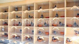 BEST Modern pigeon loft design - Pigeons breeding Coops