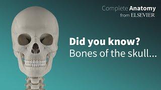 Bones of the Skull in 3D - The neurocranium and viscerocranium