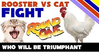 Rooster VS Tabby Cat