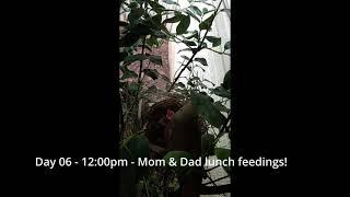 Backyard Cardinal Bird Nest - Day 6 of 12 - Mom & Dad all day feeding & 4th egg is gone