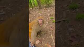 Angry monkey  Monkey doesnt like to joke  #dzistic