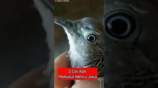 3 Ciri Asli Perkutut Mercu Jiwo #perkututkaturanggan #mitosperkutut #perkututmistis