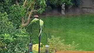 Parrots - Green Parrots - Parakeets talking - London UK