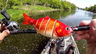 Goldfish Lure Fishing For A River BEAST