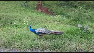 #mudumalai forest on the road beautyful peacock