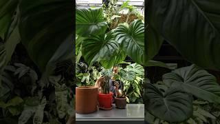 Propagating a Giant Philodendron McDowell in Soil and Water - With Updates