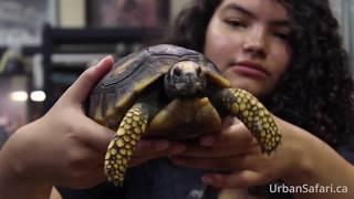 Urban Safari Rescue Society - Welcome Video