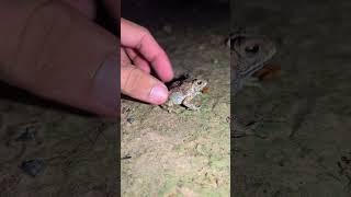 Funny video catch frogs meme for fun #frog #animals #funny