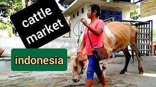 the biggest cattle market in yogyakarta indonesia