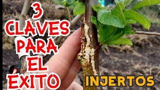 3 CLAVES PARA EL ÉXITO DE LOS INJERTOS FRUTALES CONSEJOS PARA MEJORAR EL RENDIMIENTO Y PRENDIMIENTO