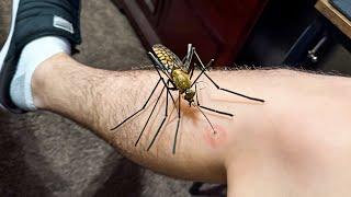 this HUGE MOSQUITO wont LET GO..