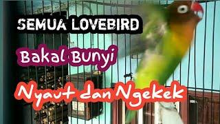 Pancingan Lovebird Ngekek Panjang  semua lovebird bakal bunyi dan ngekek