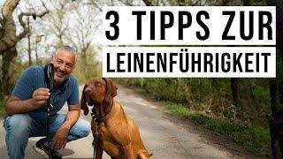 Harmonischer Spaziergang mit dem Hund ️ 3 Tipps die Dir bei der #Leinenführung helfen werden..