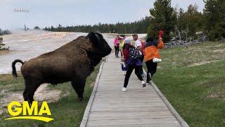 New warnings for tourists about wildlife at Yellowstone National Park l GMA