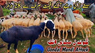 Sasty Turkey Dumby Today Gondal Mandi Attock Latest Update 12 August 2024