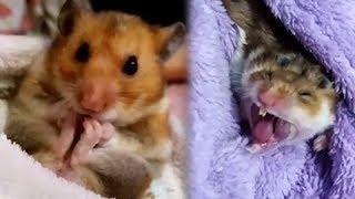 Funny Hamsters Videos Compilation  Cute and Funny moments of the animals - Daily Overdose Videos