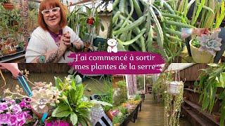 Jai commencé à sortir des plantes de la serre Et les floraisons avancent très bien