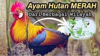 AYAM HUTAN MERAH  Red Junglefowl   Jenis Ayam Hutan Merah  Types of Red Jungle Fowl