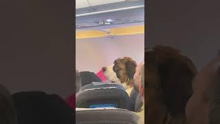 Probably the best behaved passenger.  #amazing #nextlevel #dogs #video #passenger #top