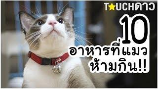 10 อาหารที่ห้ามให้แมวกินเด็ดขาด 