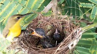 #Ep2 .Garden sunbird birds Feed the baby in the nest  Review Bird Nest 