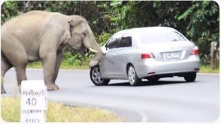 Wild Elephant Wrecks Car  Trunk Club