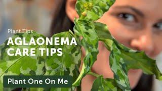 Ultimate AGLAONEMA Chinese Evergreen CARE Guide — Ep 207