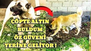 ÇÖPTE ALTIN BULDUM NAZLININ ÖZ GÜVENİ KENDİNE GELİYOR. KANGALDOG