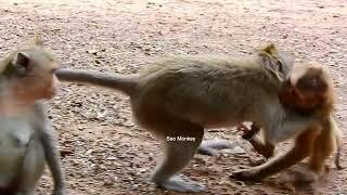 So nice animal monkey wild Natural Life Animal