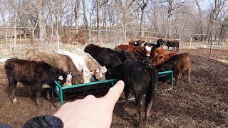 First Load of Stocker Calves