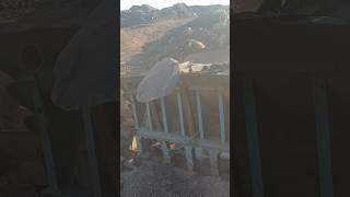 BIG ROCK DANCING#stonecrusher#rockcrusher#jawcrusher#asmrsounds#asmr#satisfying #crushing