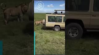 Lion Crashes Into Jeep After Being Chased by Rivals  World Wild Web #lion #safari #tanzania