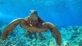 8 Hours - Relaxing Music with Sea Turtles in Hawaii  Great Escapes