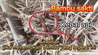 @Bambu SAKTI yang terbebas dari pembakaran keluar pas senja hari 