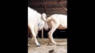 goat mating his young partneranimals mating momentanimals loveanimal crossing #animals