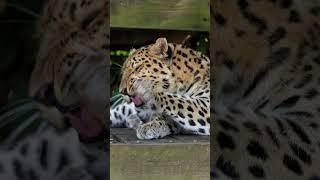 Who else is getting themself ready for our Open Days this week?  #bigcats #leopard #amurleopard