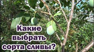 Какие выбрать сорта сливы?