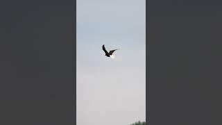 Eagle looking for food