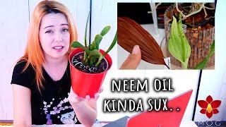 Did Neem Oil just kill my Orchid? Q&A September 2024