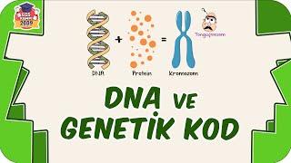 DNA ve Genetik Kod  8. Sınıf Fen #2023LGS