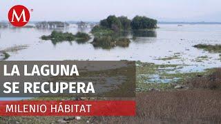 ¡Se recupera Laguna de Zumpango al 60% de llenado  Milenio Hábitat