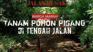 Jalan rusak parah - warga PEDAGANGAN tanam pohon pisang di tengah jalan