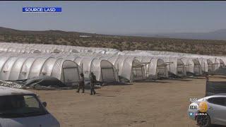 Congressman Illegal Antelope Valley Pot Grows Being Run By International Drug Cartels