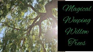 magical weeping willow trees