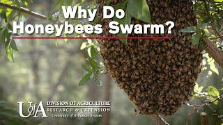 Why Do Honeybees Swarm?