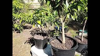 Dwarfing mango trees  keeping them tiny 