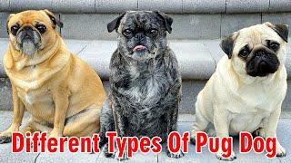 Different Types Of Pug Dog Colors  Pug dog price