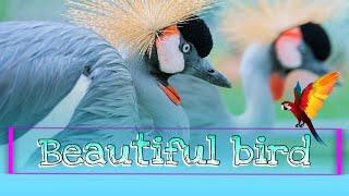 The Beautiful birds