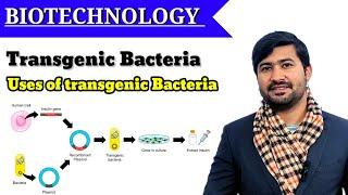 Transgenic bacteria class 12  Uses of transgenic bacteria  Fsc 2nd  year Biology