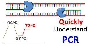 Polymerase chain reaction PCR